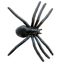 Spinnenweb met 13 spinnen