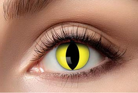 Lenzen yellow cat
