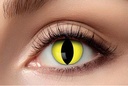 Lenzen yellow cat