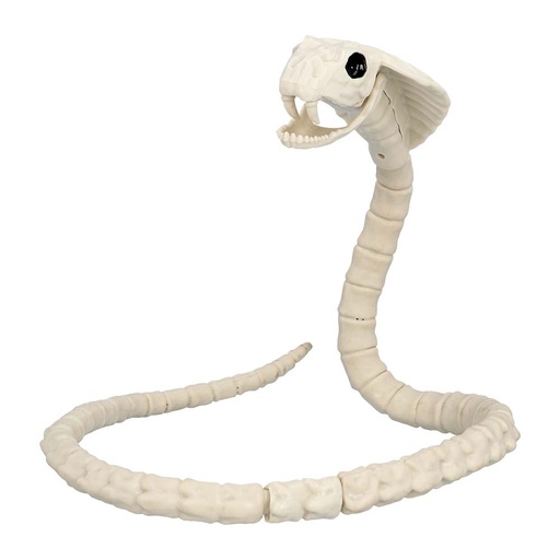 Skelet slang