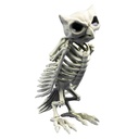 Skelet uil