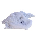 Spinnenweb met 5 spinnen