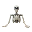 Torso Tom